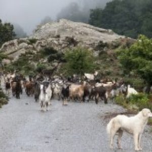 Il logo del gruppo di Strade di Campagna