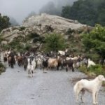 Il logo del gruppo di Strade di Campagna
